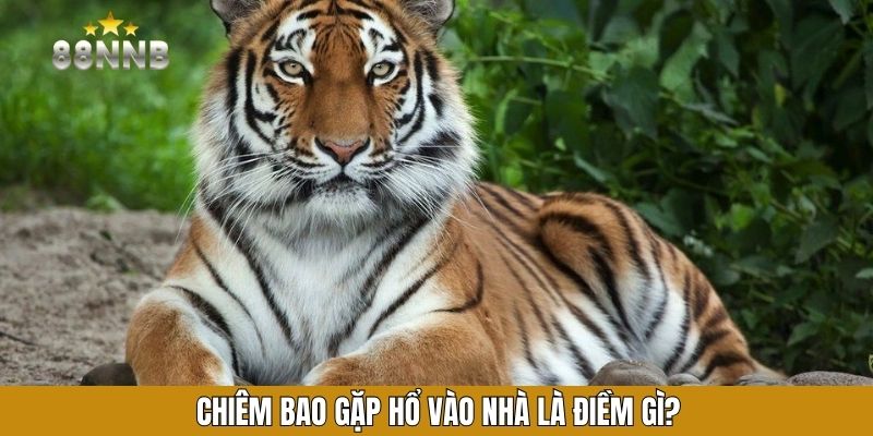 Chiêm bao gặp hổ vào nhà là điềm gì?