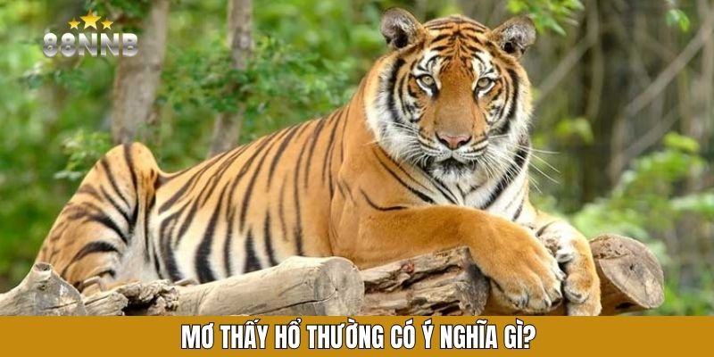 Mơ thấy hổ thường có ý nghĩa gì?