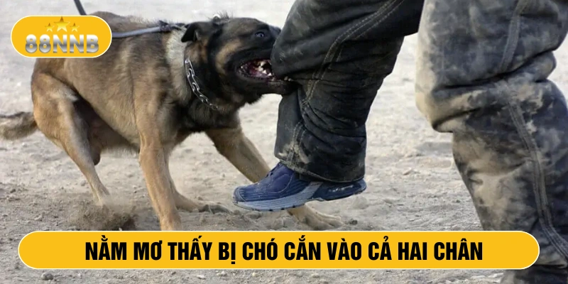 Nằm mơ thấy bị chó cắn vào cả hai chân