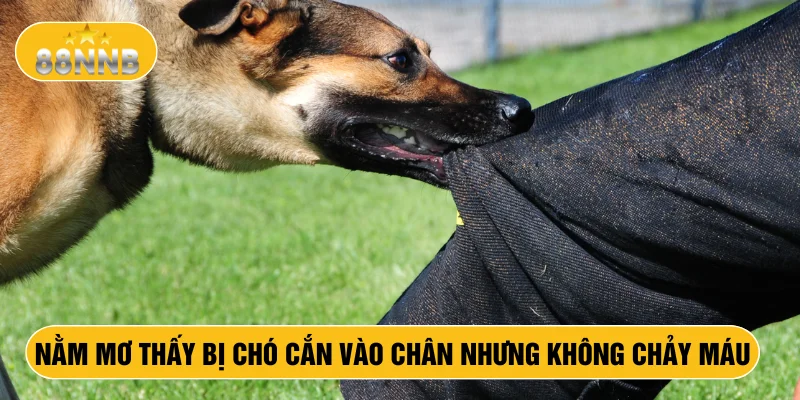 Nằm mơ thấy bị chó cắn vào chân nhưng không chảy máu