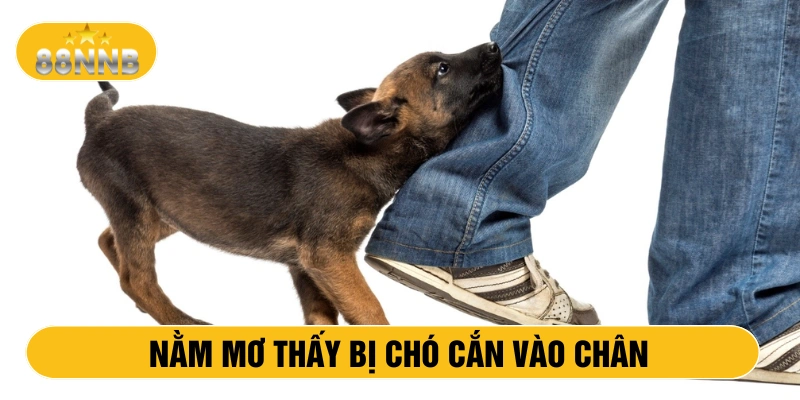Nằm mơ thấy bị chó cắn vào chân